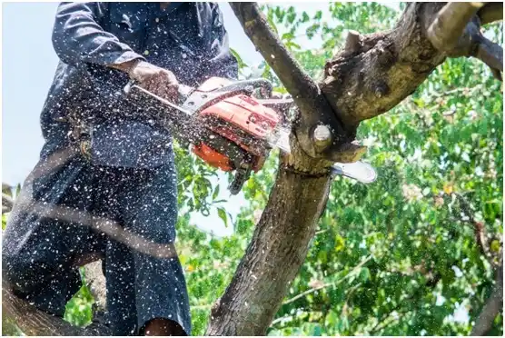 tree services Plum Grove